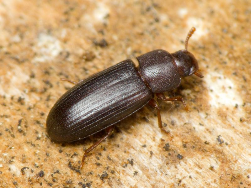 Tribolium madens (Charpentier, 1825)